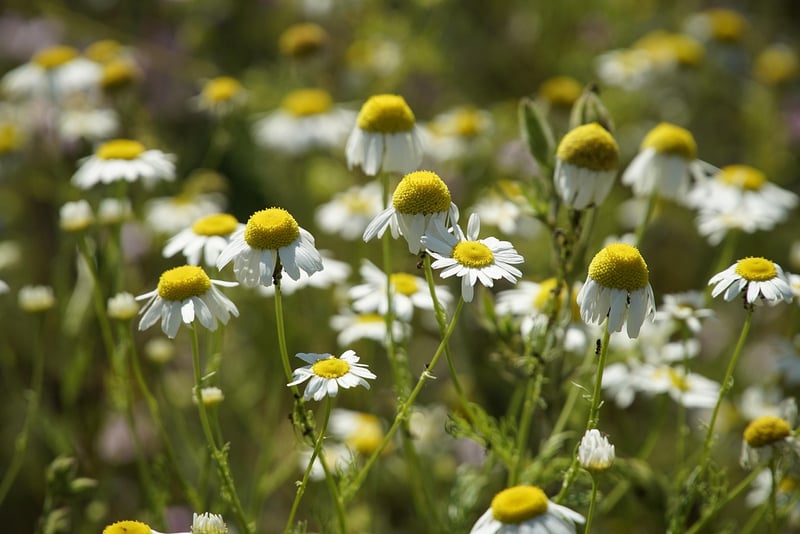 Chamomile