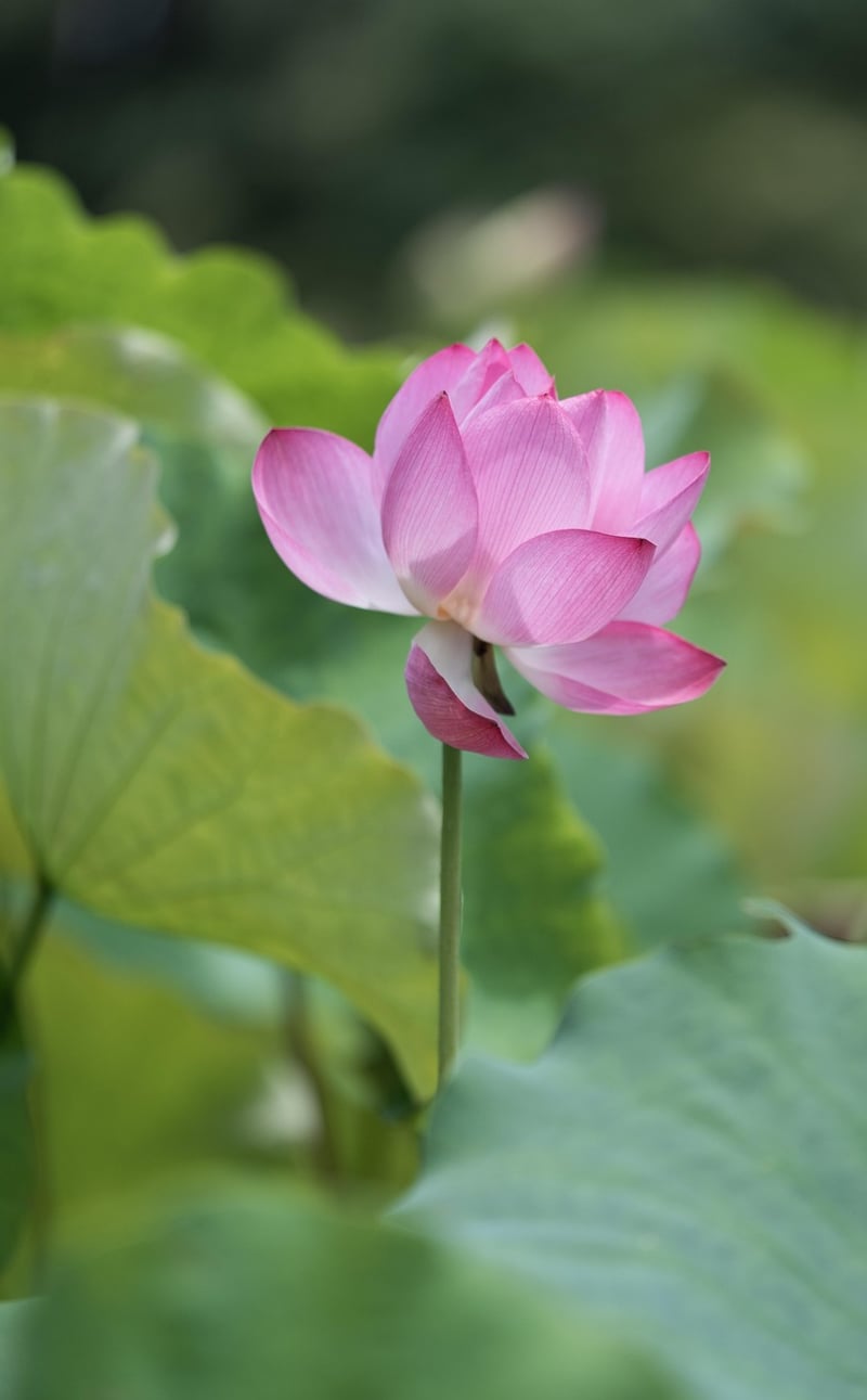 Harmony within nature